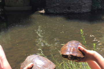 tortugas grandes rio ibor